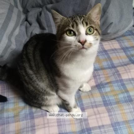 Foto 1/1 Toto Chat perdido en Foissiat
