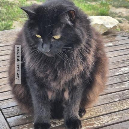 Foto 1/1 Peluche Chat perdido en Argens minervois