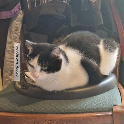 Foto 1/1 Zazu Chat perdido en Ste foy st sulpice