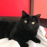 Foto del gato perdido en Flacey En Bresse