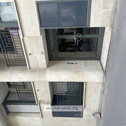 Foto 1/1 Gato encontrado Encontrado en Paris