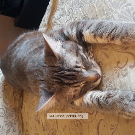 Foto 1/1 zebulon Chat perdido en Mercurey