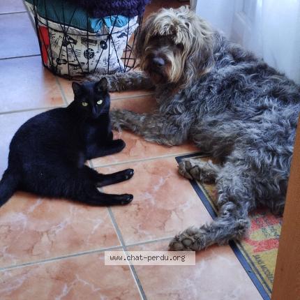 Foto 1/1 Minouche Chat perdido en Servian