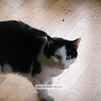 Foto 1/1 BIBI Chat perdido en Illkirch graffenstaden