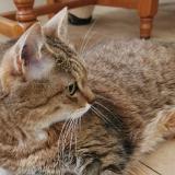 Foto del gato perdido en Crecy La Chapelle