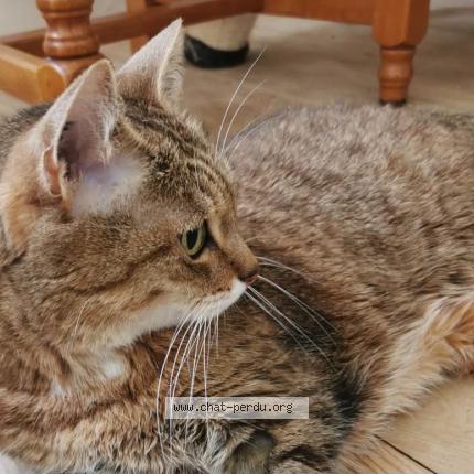 Foto 1/1 Tigresse Chat perdido en Crecy la chapelle