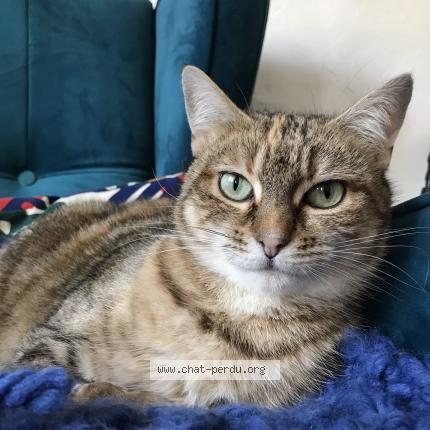 Foto 1/1 Fantômette Chat perdido en Tredrez locquemeau