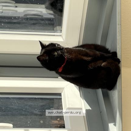 Foto 1/1 Kitty Chat perdido en La couture boussey