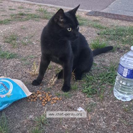 Foto 1/1 Gato encontrado Encontrado en Le vesinet
