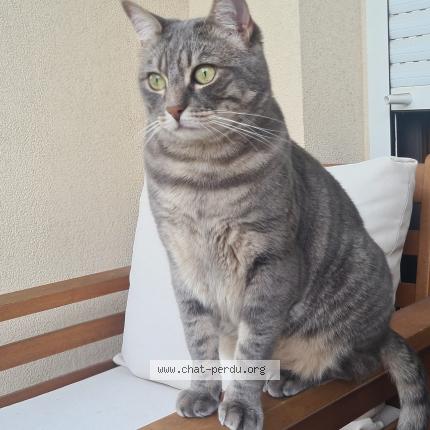 Foto 1/1 Cookie Chat perdido en Bailly