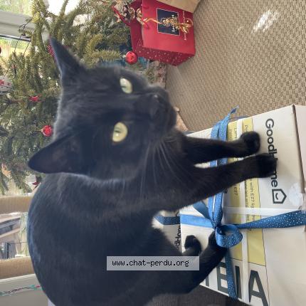 Foto 1/1 Raja Chat perdido en Saint maurice de gourdans