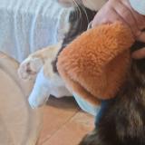 Foto del gato perdido en Le Vignau