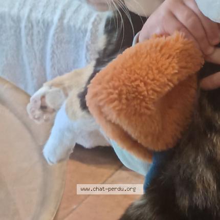 Foto 1/1 Rosa Chat perdido en Le vignau