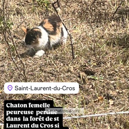 Foto 1/1 Gato encontrado Encontrado en St laurent du cros