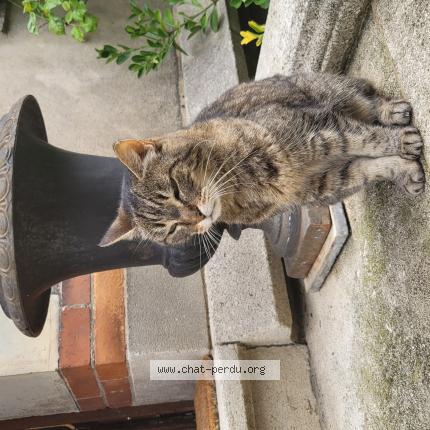 Foto 1/1 Gato encontrado Encontrado en Nancy