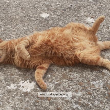 Foto 1/1 Minou Chat perdido en Charlieu