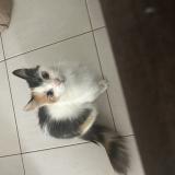 Foto del gato perdido en Ramonville Saint Agne