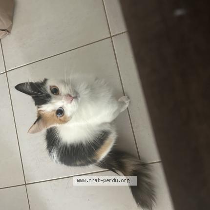 Foto 1/1 Bona Chat perdido en Ramonville saint agne