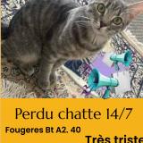 Foto del gato perdido en Avon