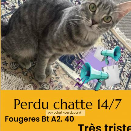 Foto 1/1 Nala Chat perdido en Avon