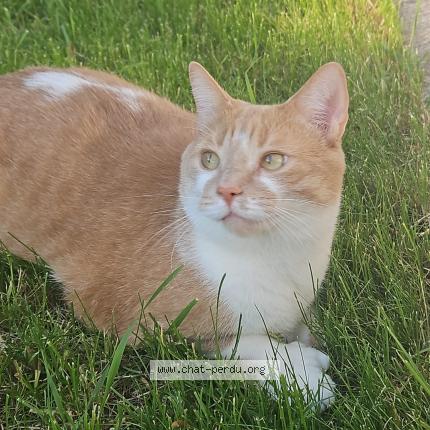 Foto 1/1 Michou Chat perdido en Laval