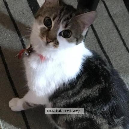 Foto 1/1 Chat femelle tigré Chat perdido en Champs sur marne