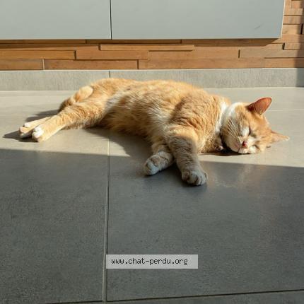 Foto 1/1 Bloody Chat perdido en Craon