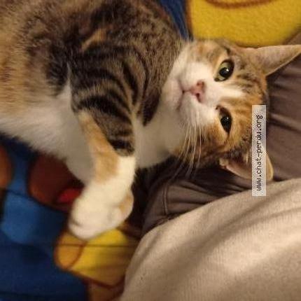 Foto 1/2 Brume Chat perdido en Tirepied