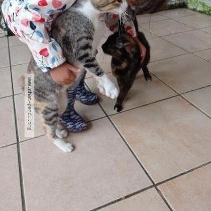 Foto 2/2 Brume Chat perdido en Tirepied