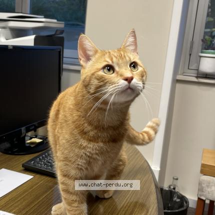 Foto 1/1 Roméo Chat perdido en Lyon