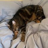 Foto del gato perdido en Crezilles