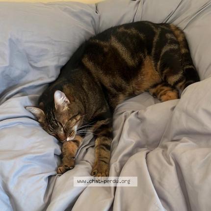 Foto 1/1 Volt Chat perdido en Crezilles