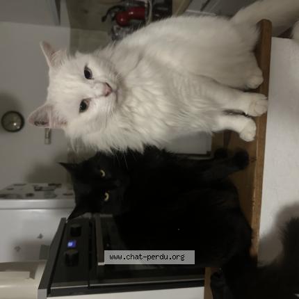 Foto 1/1 Milcky Chat perdido en Fleury d aude