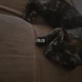 Foto del gato perdido en Pezenas