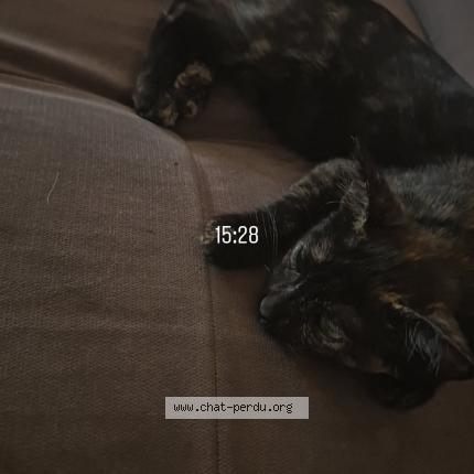 Foto 1/1 Akela Chat perdido en Pezenas
