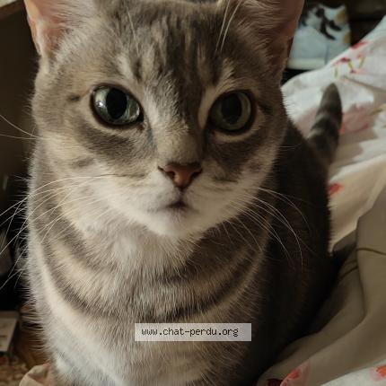 Foto 1/1 Sora Chat perdido en Mouchin