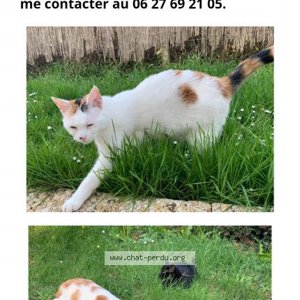 Foto 1/1 Thalya Chat perdido en Le palais sur vienne