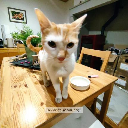 Foto 1/1 Gato encontrado Encontrado en Langeac