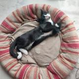 Foto del gato perdido en Le Montat