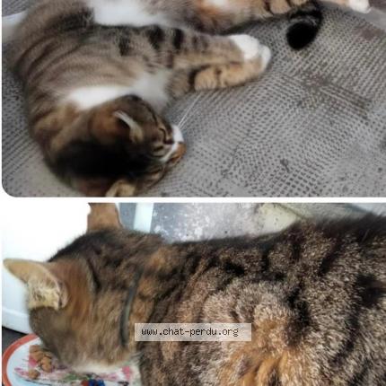 Foto 1/1 Gato encontrado Encontrado en L escarene