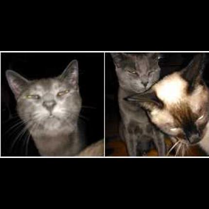 Foto 1/1 maurice Chat perdido en Tournefeuille