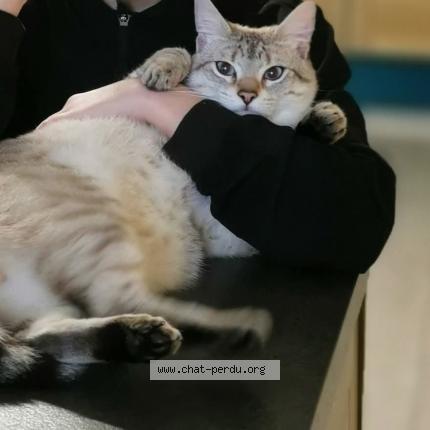 Foto 1/1 Patapouf Chat perdido en Saint ambroix
