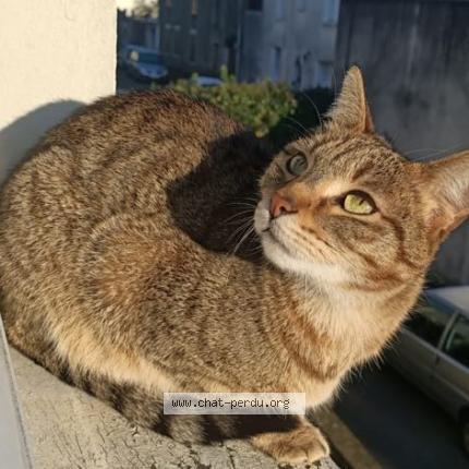 Foto 1/1 Miki Chat perdido en Nantes