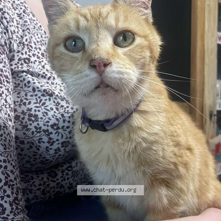 Foto 1/1 O’malley Chat perdido en Mondrepuis