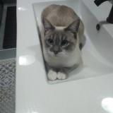 Foto del gato perdido en Pleine Fougeres