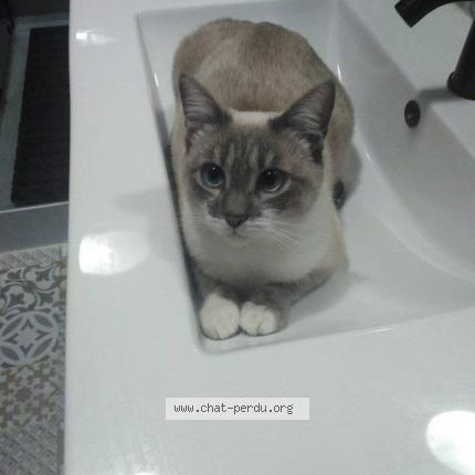 Foto 1/1 Plume Chat perdido en Pleine fougeres