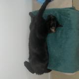 Foto del gato perdido en Nueil Sur Layon