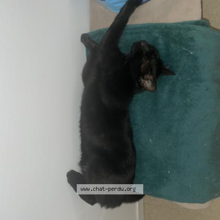 Foto 1/1 Guizmo Chat perdido en Nueil sur layon