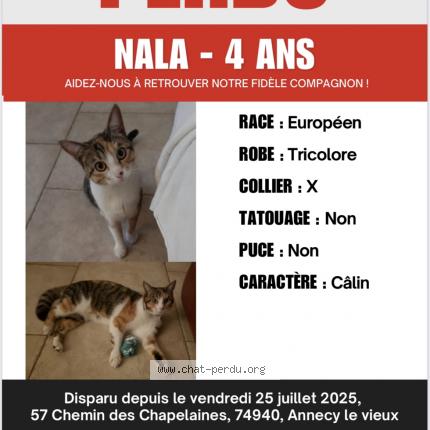 Foto 1/1 Nala Chat perdido en Annecy