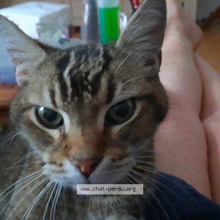 Foto 1/1 Gato encontrado Encontrado en Paris